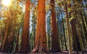 The Sequoia Hut!
